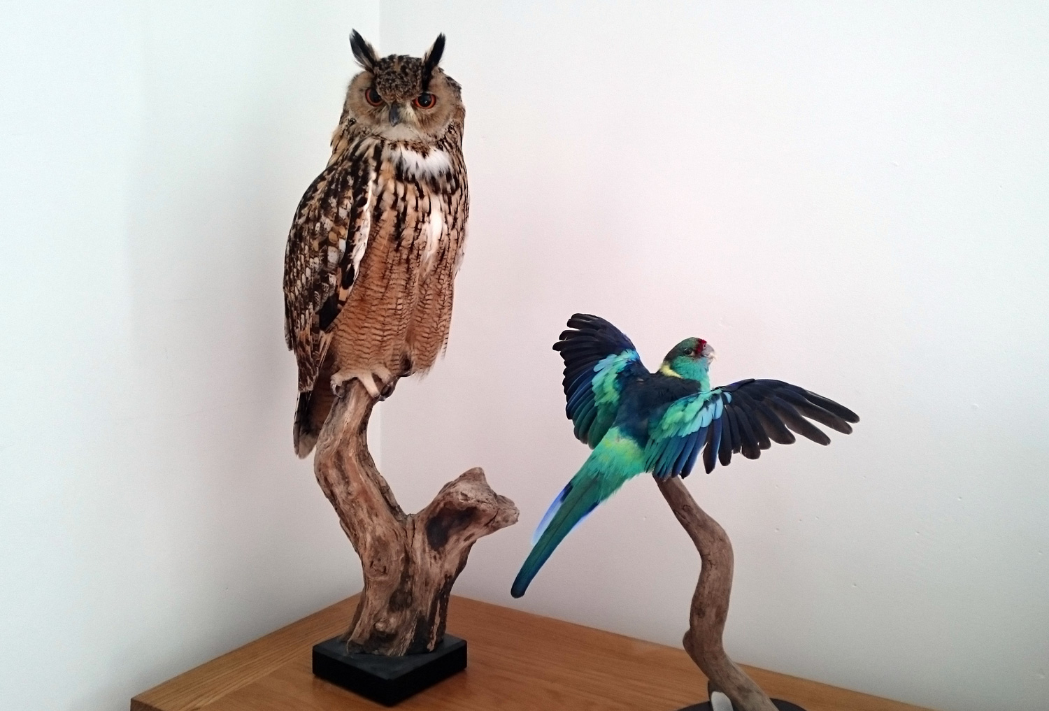 Bengal eagle owl and Rosella parakeet taxidermy